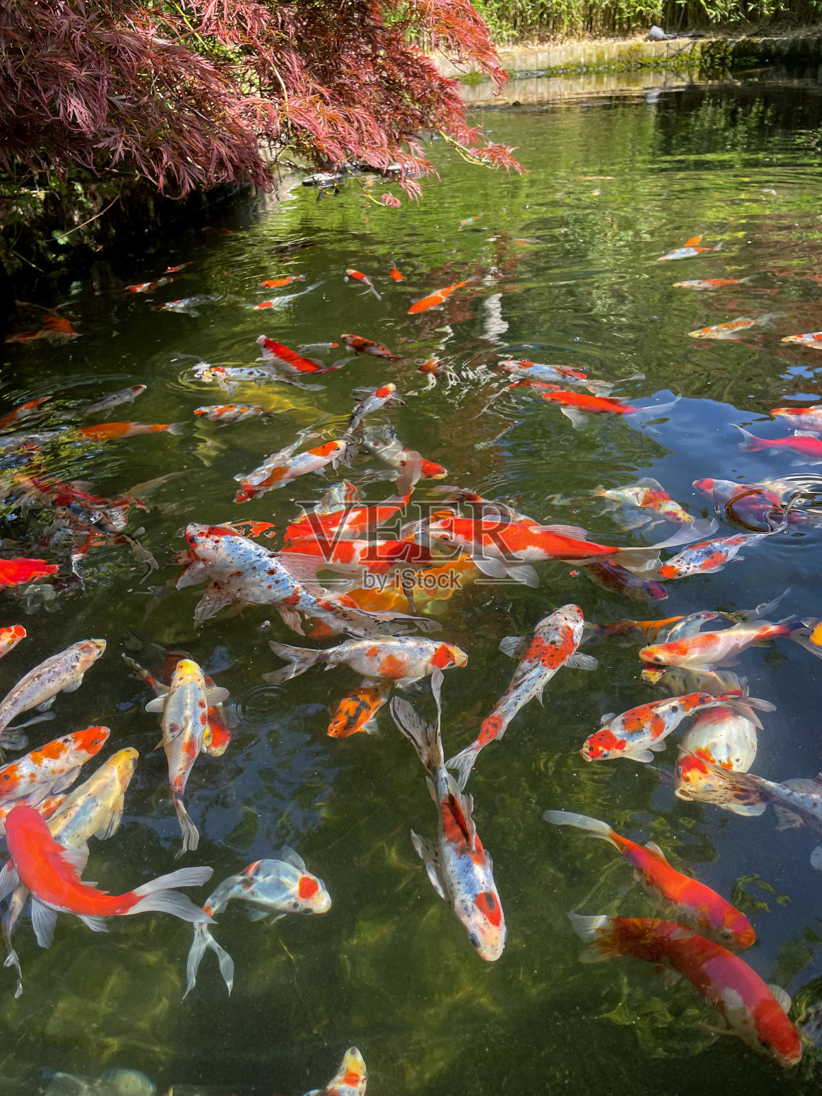 水面的鱼池与印花布图案，shubunkin金鱼游泳与大茶树，黄白和Sanke锦鲤，悬枫枝，苔红色砖墙，竹篱，重点在前景照片摄影图片