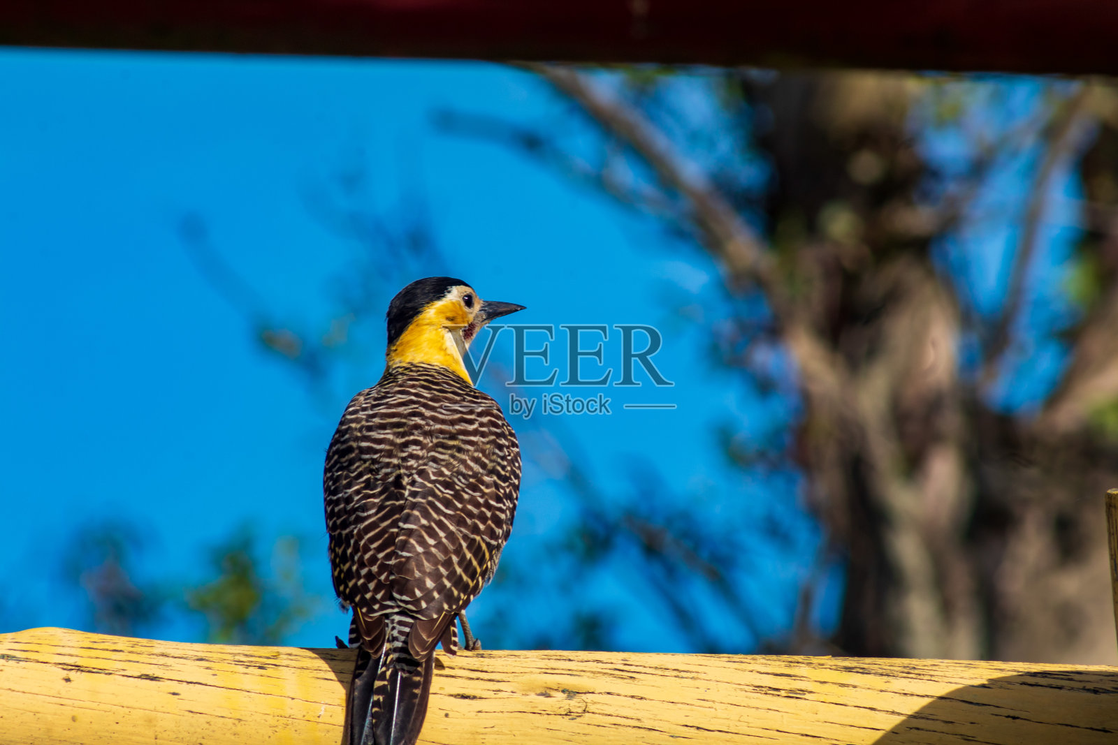 该领域的啄木鸟照片摄影图片