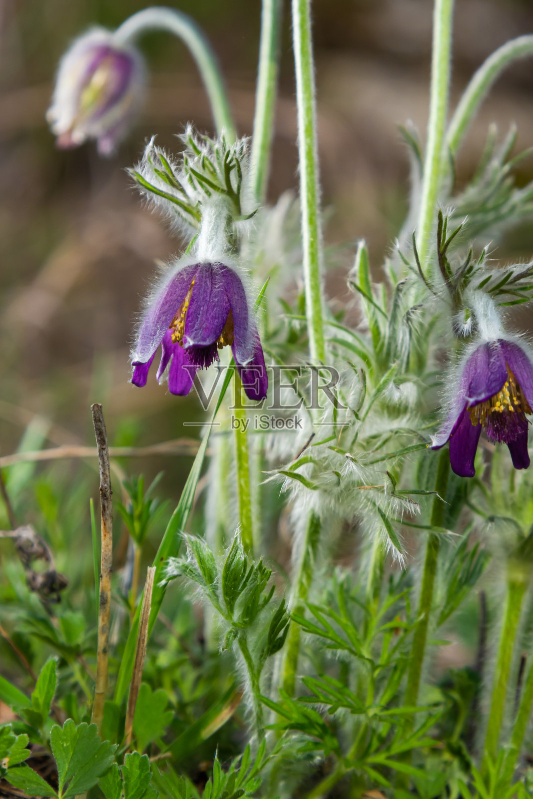 白头翁。小白头翁花或白头翁花在开花草地上的美丽的花照片摄影图片