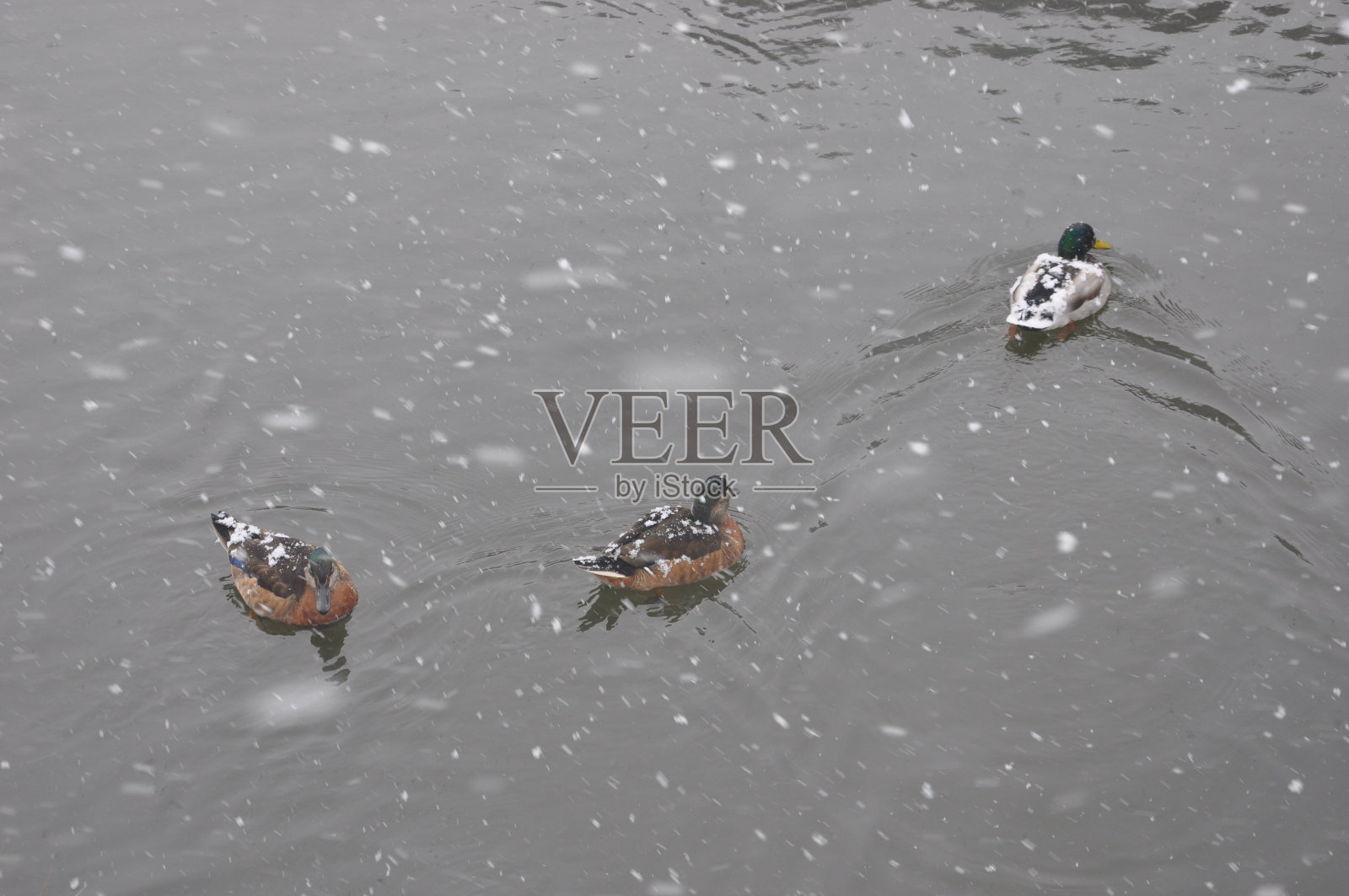 冬天有三只游泳的鸭子照片摄影图片