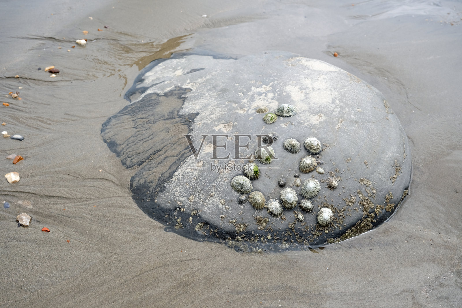 查恩茅斯西湾海滩，多塞特。潮汐池，有藤壶的岩石。照片摄影图片