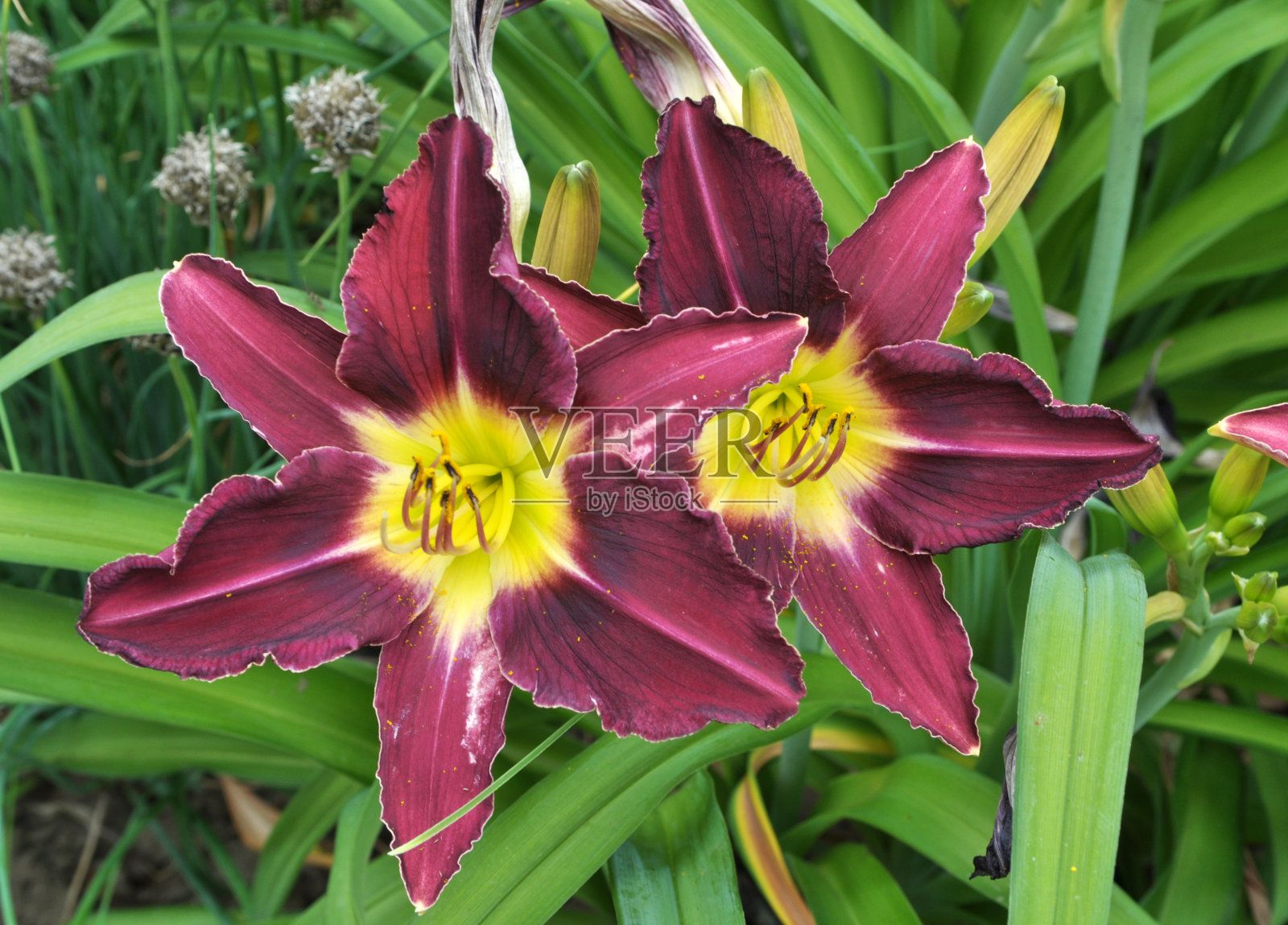 鸢尾花在春天开花照片摄影图片