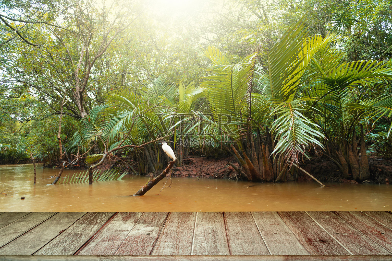 红树林背景前的复古木纹桌面照片摄影图片