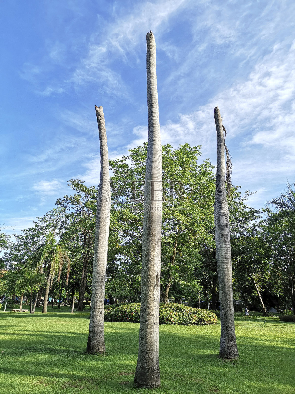 干燥的树在蓝天背景照片摄影图片