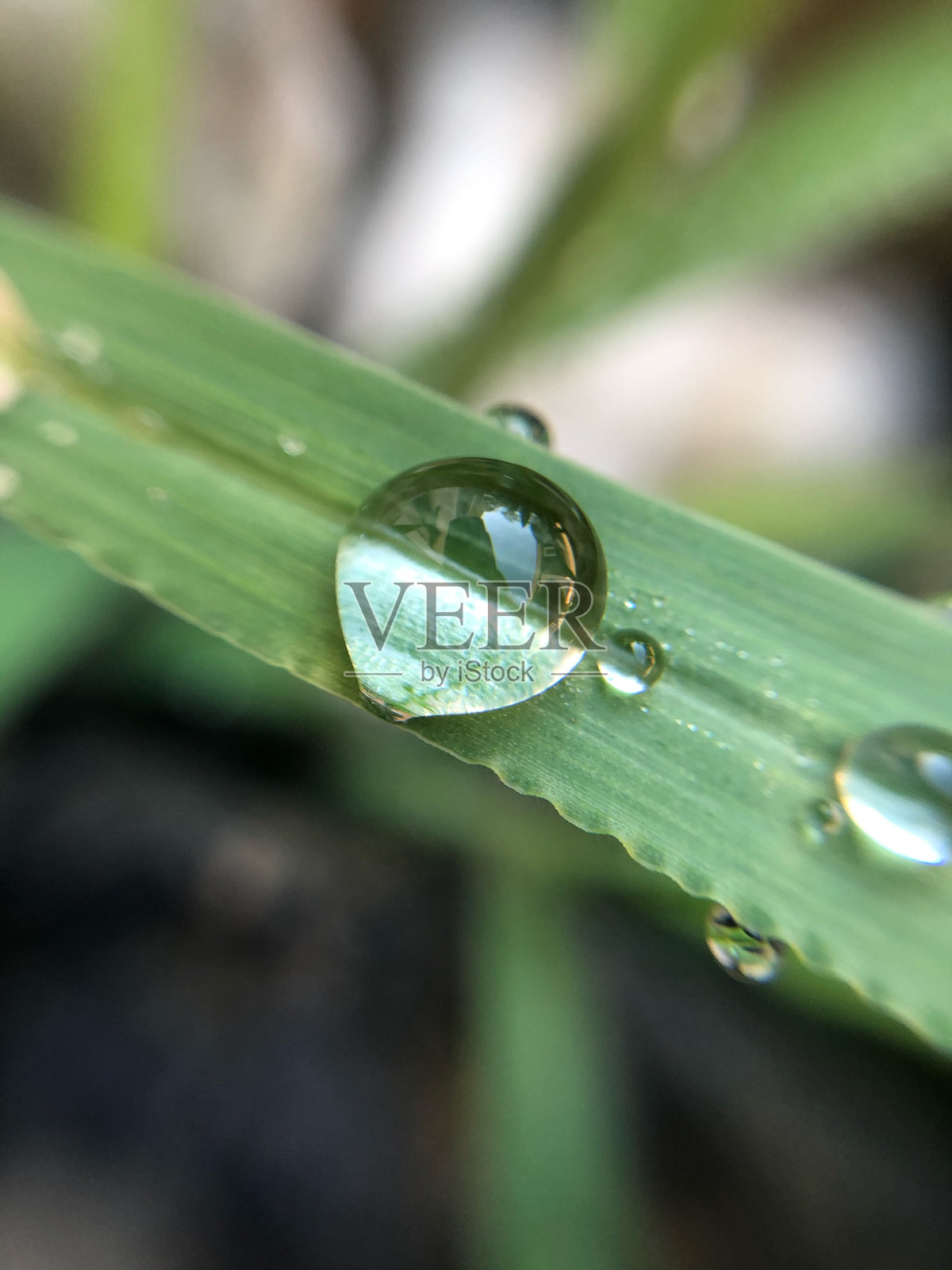 水滴照片摄影图片