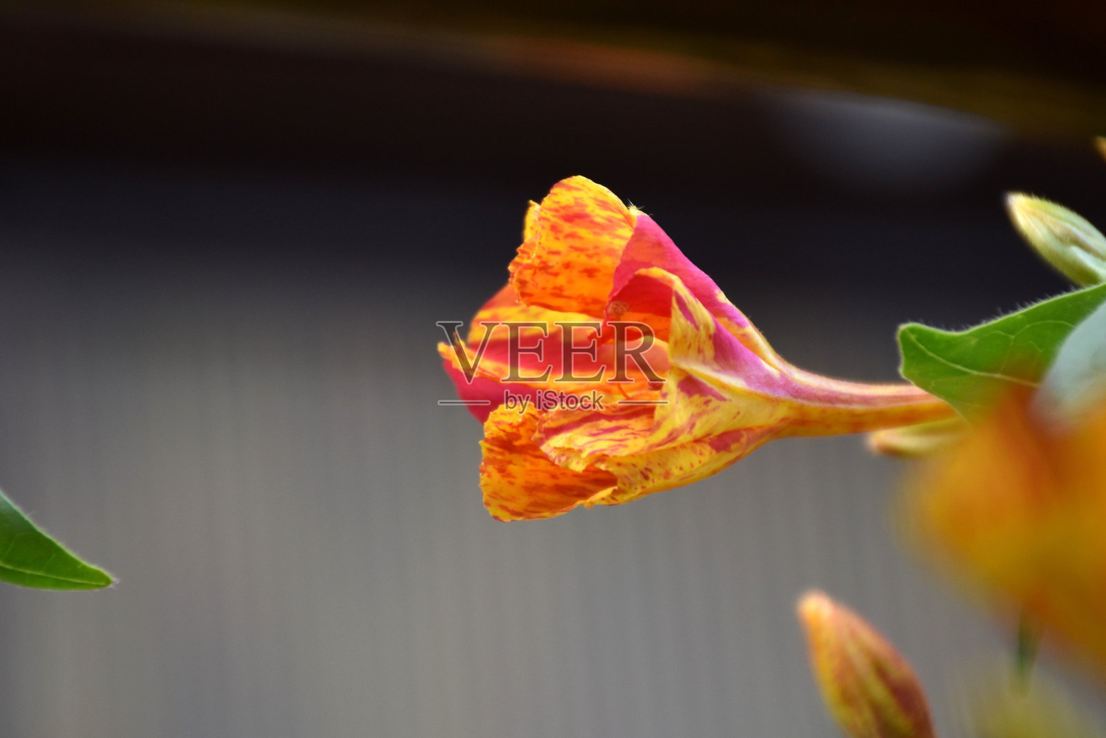 神奇的辣椒花。照片摄影图片