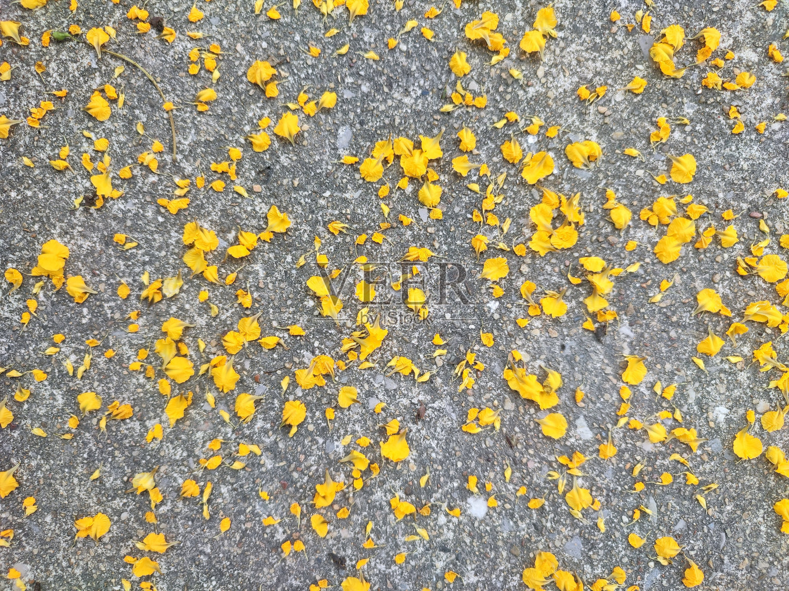 混凝土背景上的黄色花瓣照片摄影图片