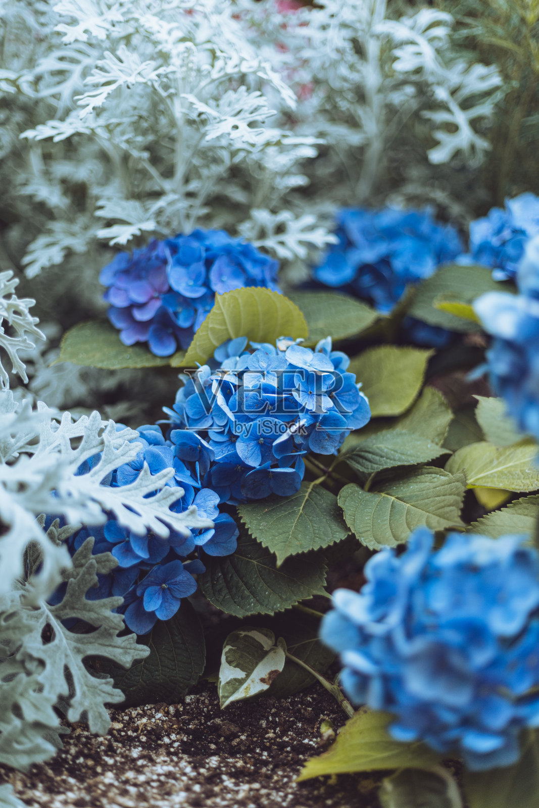 蓝色的花照片摄影图片