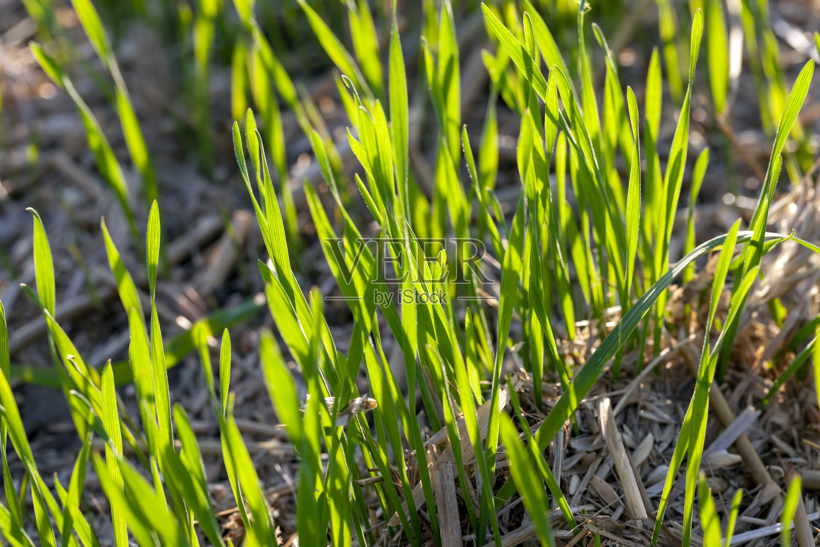 夏天阳光明媚的日子里，低矮的绿草照片摄影图片