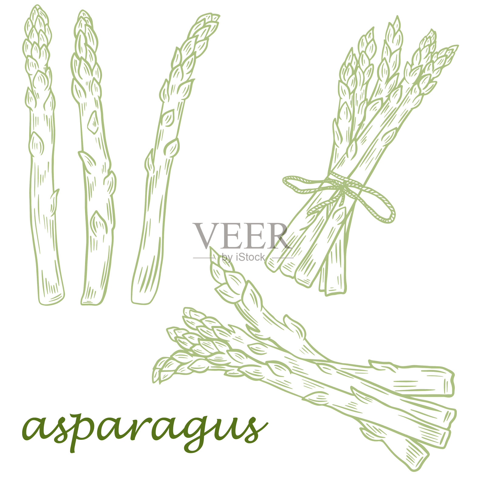 一套芦笋单荚手绘草图设计元素图片