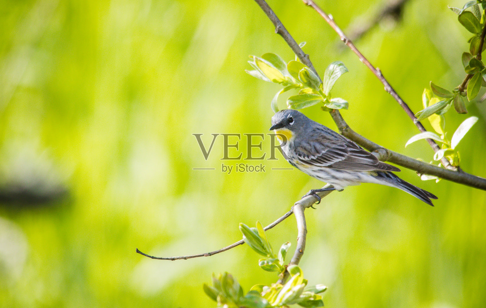 Yellow-rumped莺照片摄影图片