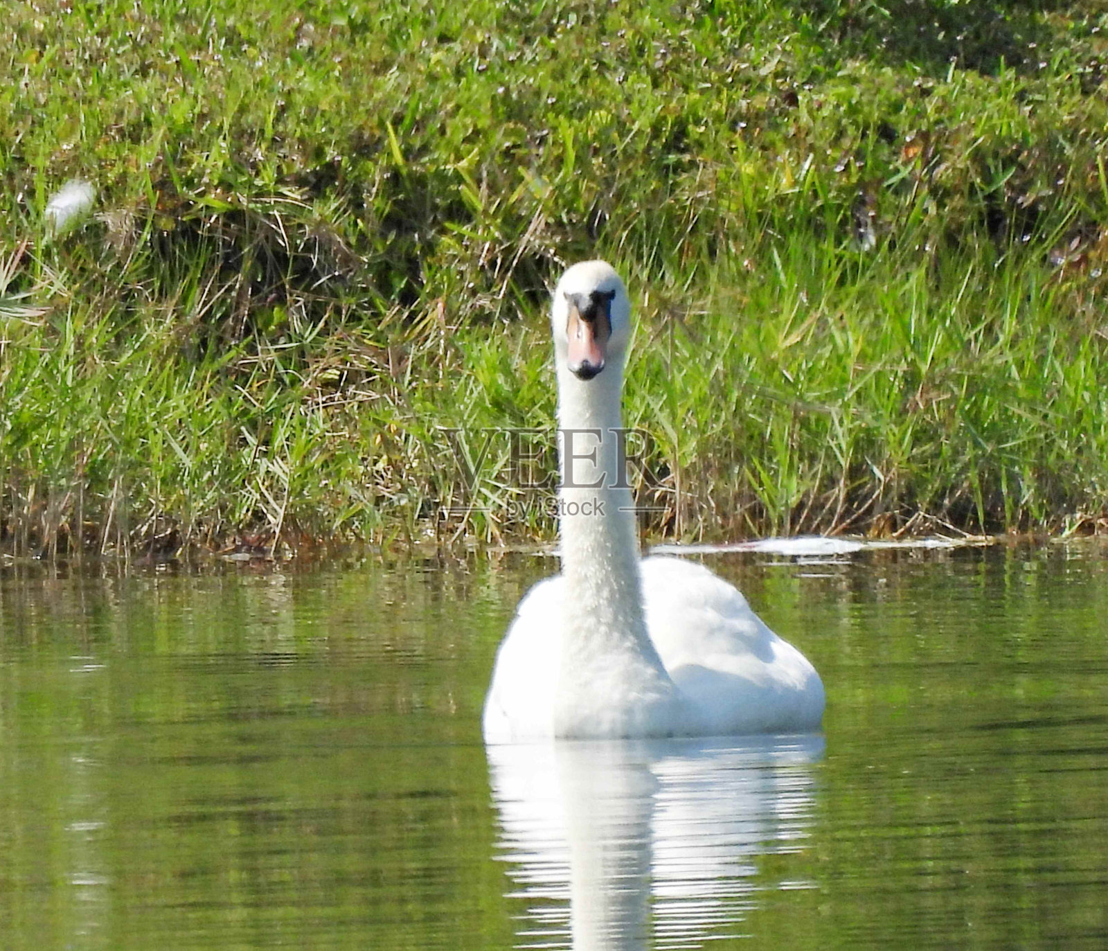 在湖里游泳的哑天鹅(天鹅色)照片摄影图片