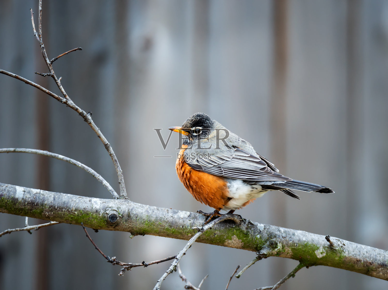 栖息在树枝上的美洲知更鸟(迁徙知更鸟)照片摄影图片