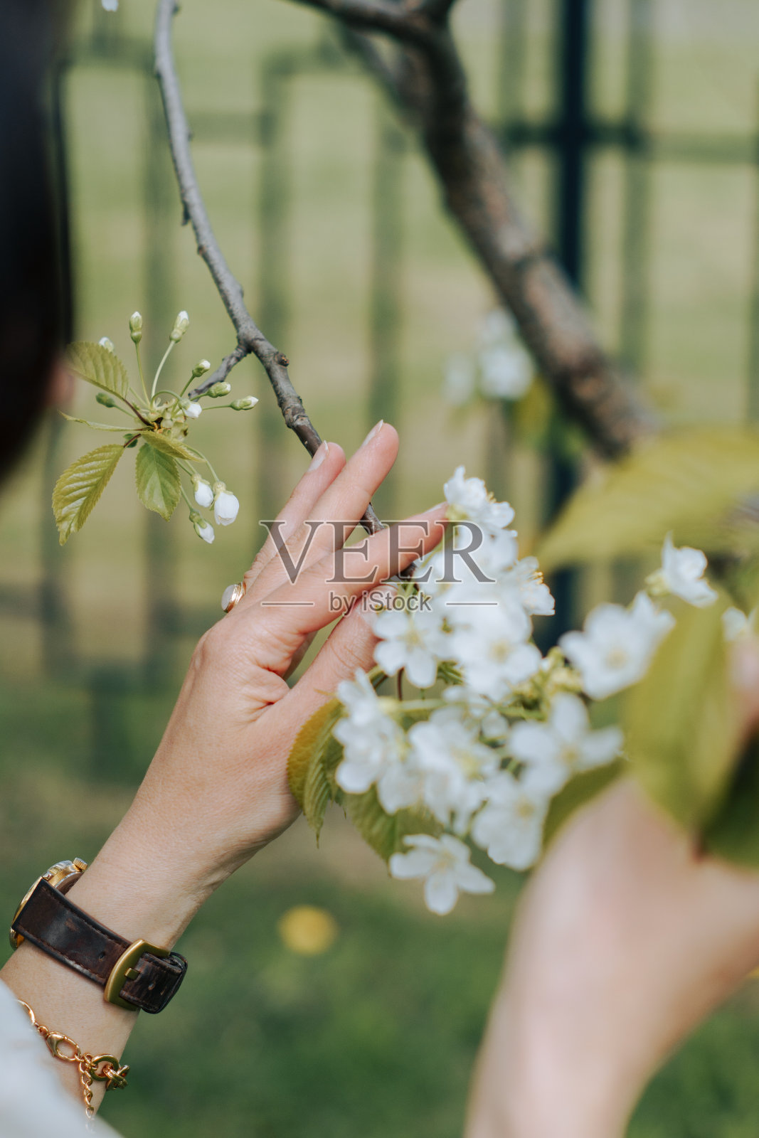女人手里的樱花树照片摄影图片