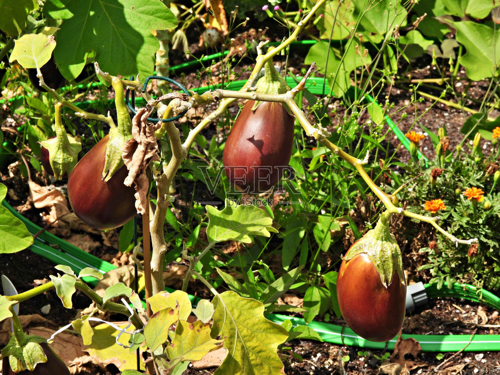 社区花园中生长的茄子照片摄影图片