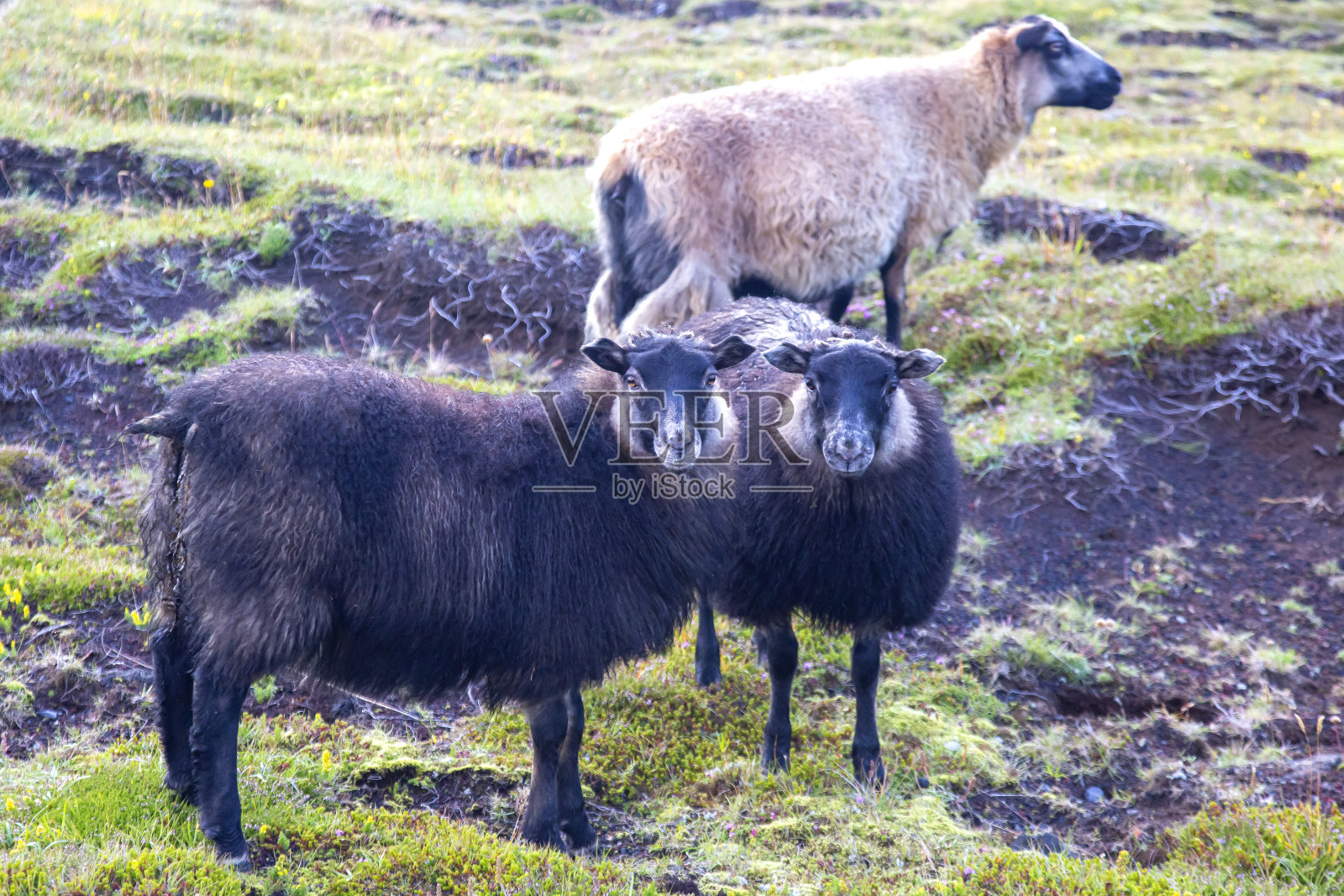 Heimaey岛上的羊。Vestmannaeyjar群岛。冰岛照片摄影图片