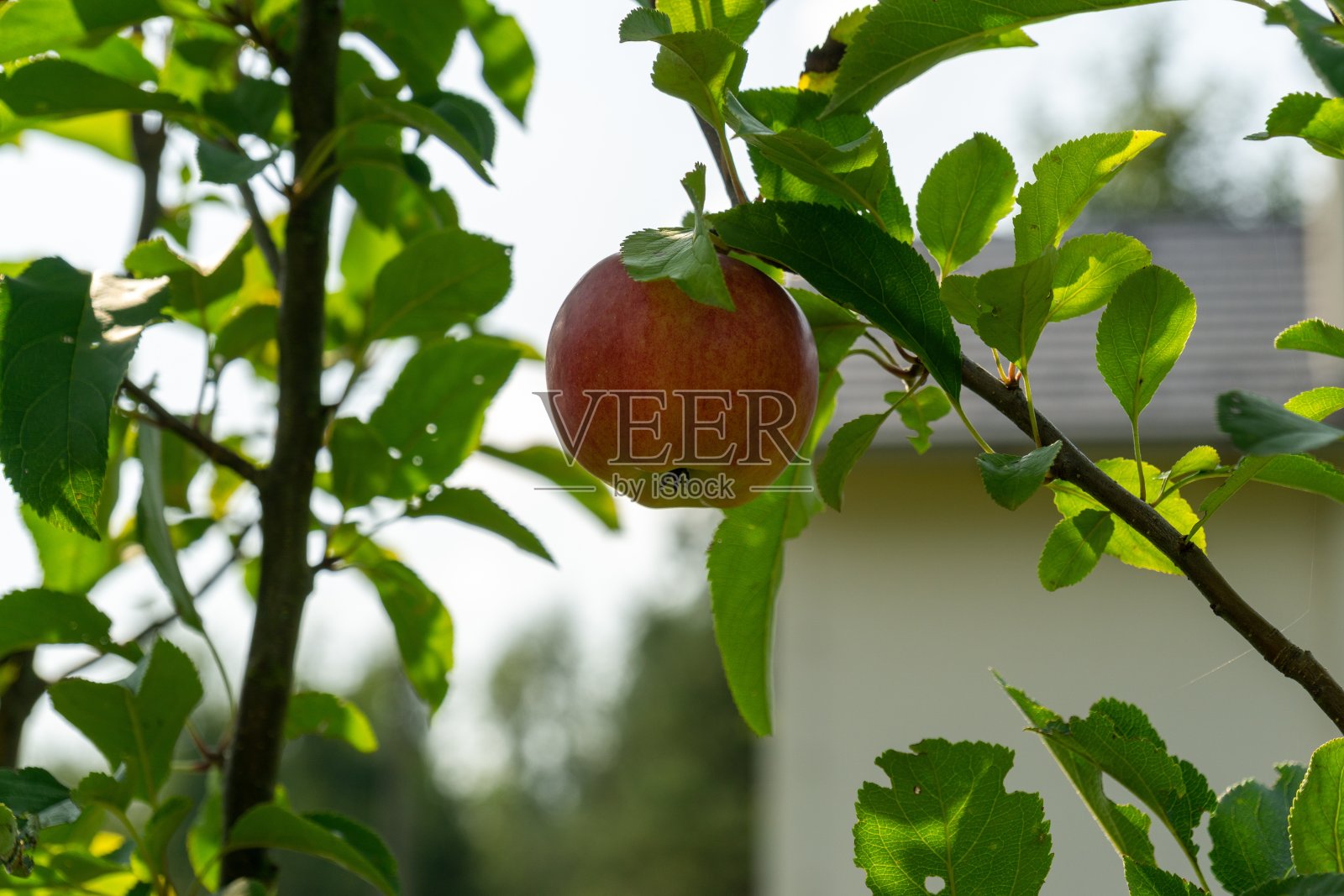 苹果树上有苹果。照片摄影图片