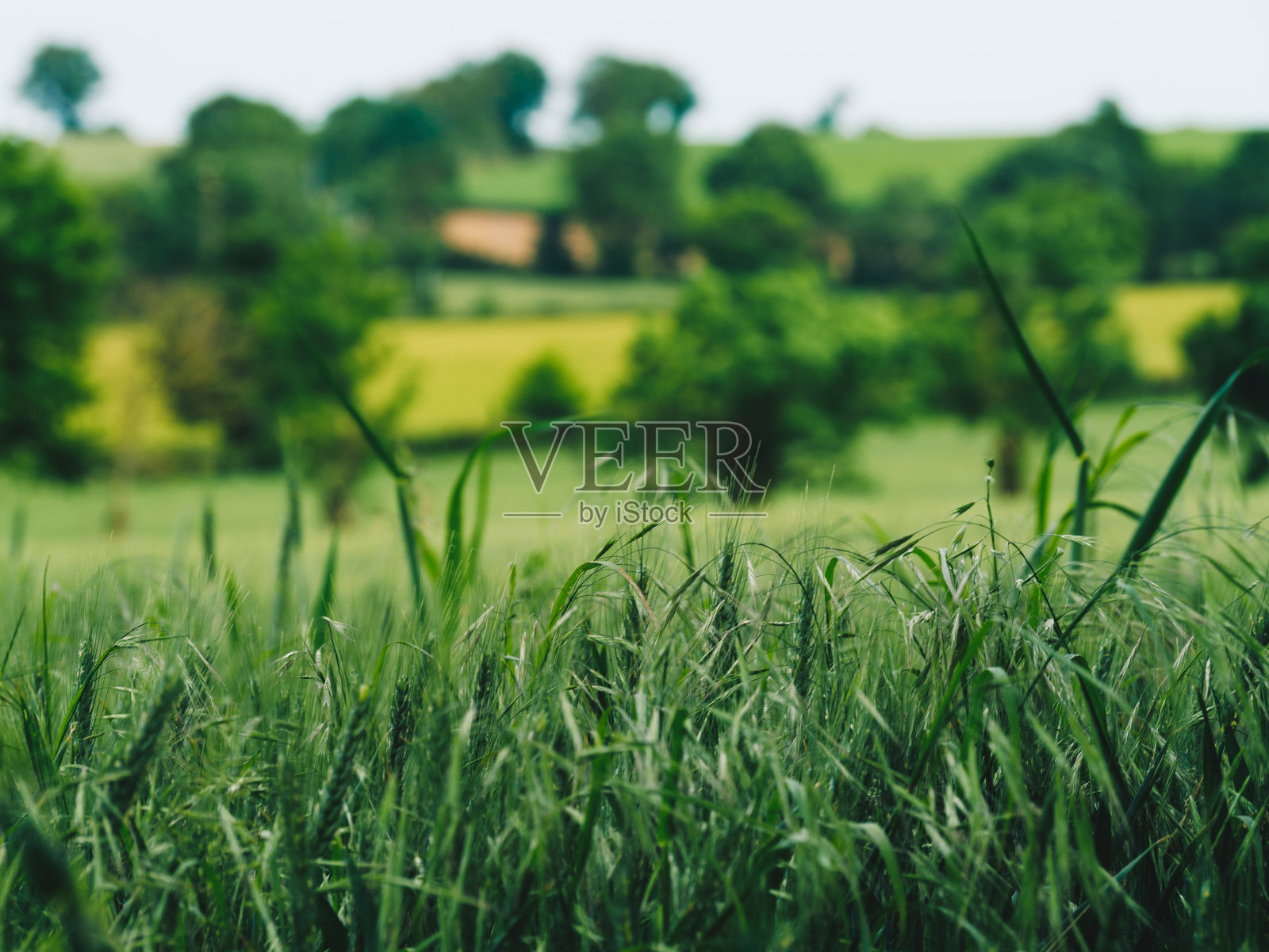 冠军照片摄影图片