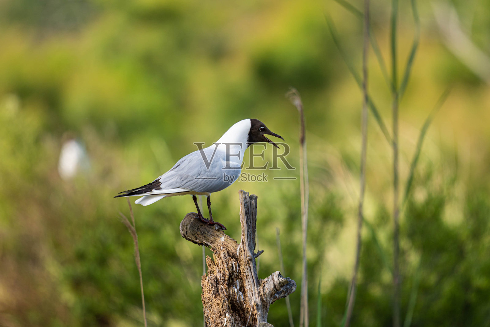 大自然的宁静和美丽照片摄影图片