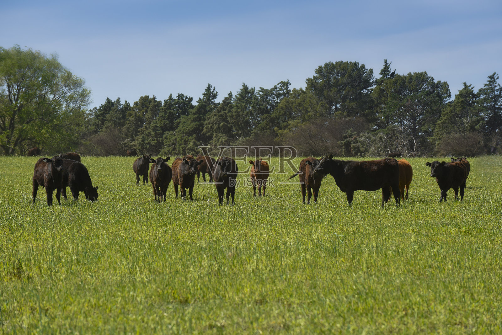 阿根廷，巴塔哥尼亚，拉潘帕省，乡间潘帕斯天然牧场养牛。照片摄影图片