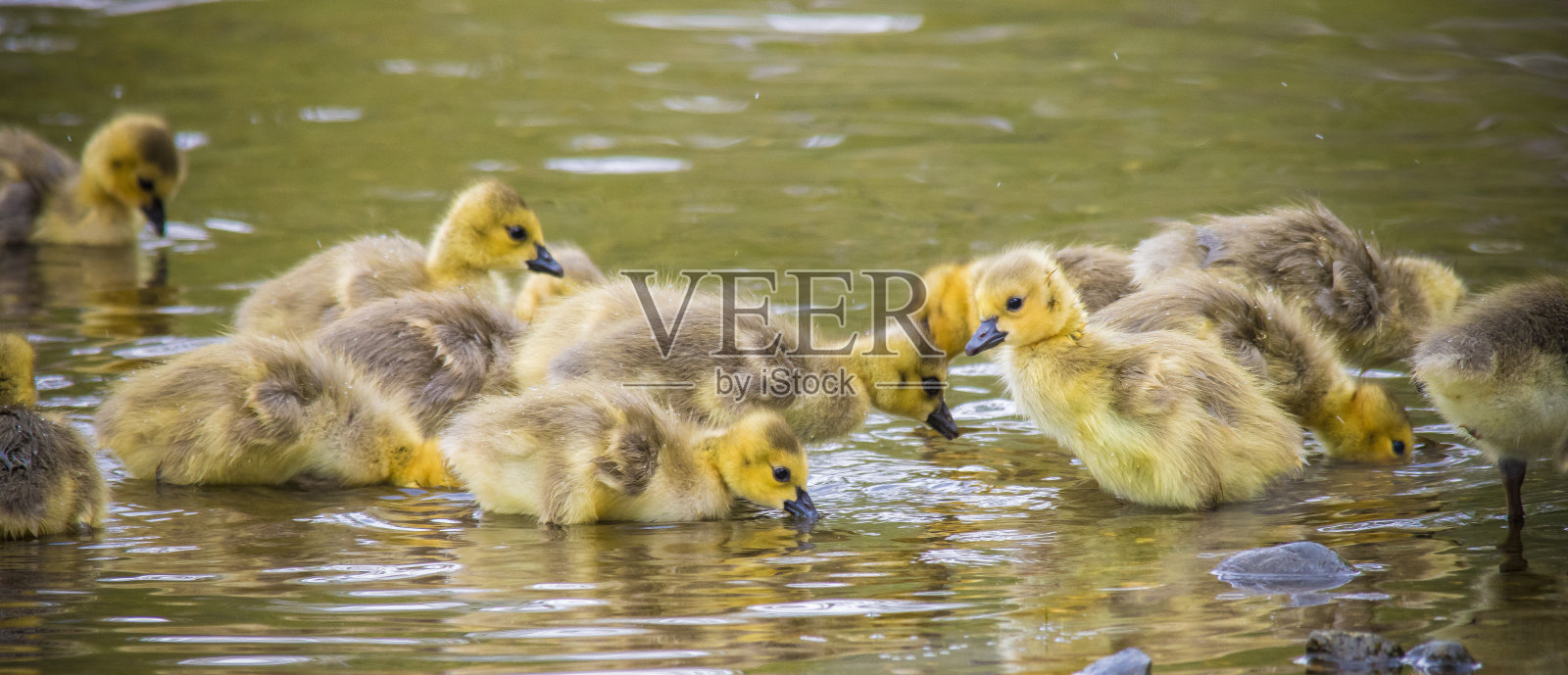 加拿大鹅宝宝照片摄影图片