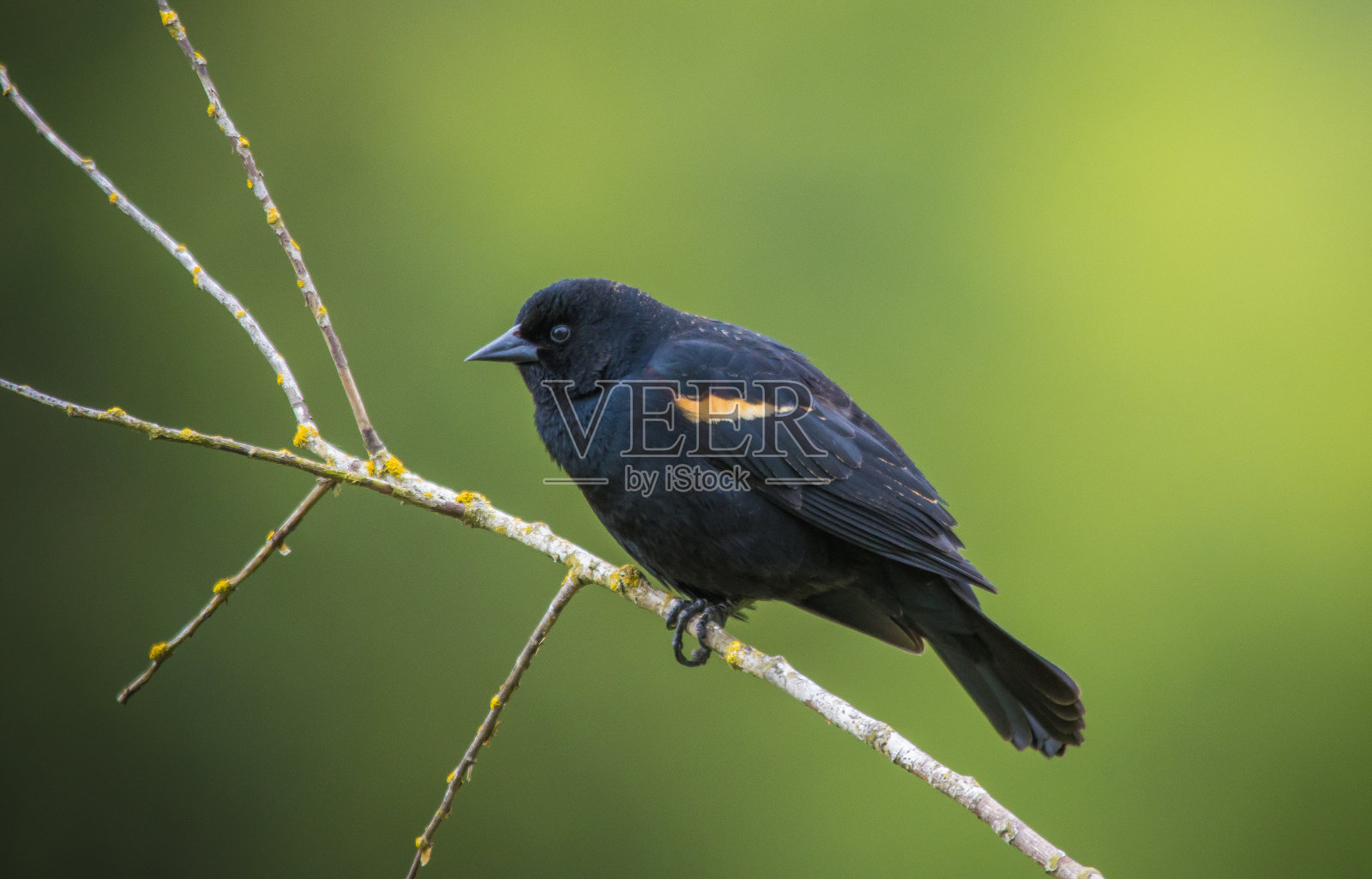 红翼黑鸟照片摄影图片