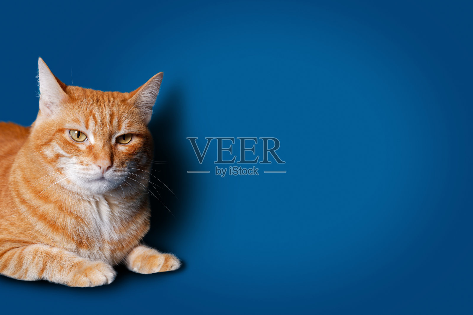 特写肖像姜猫的蓝色背景与阴影。Copyspace。照片摄影图片