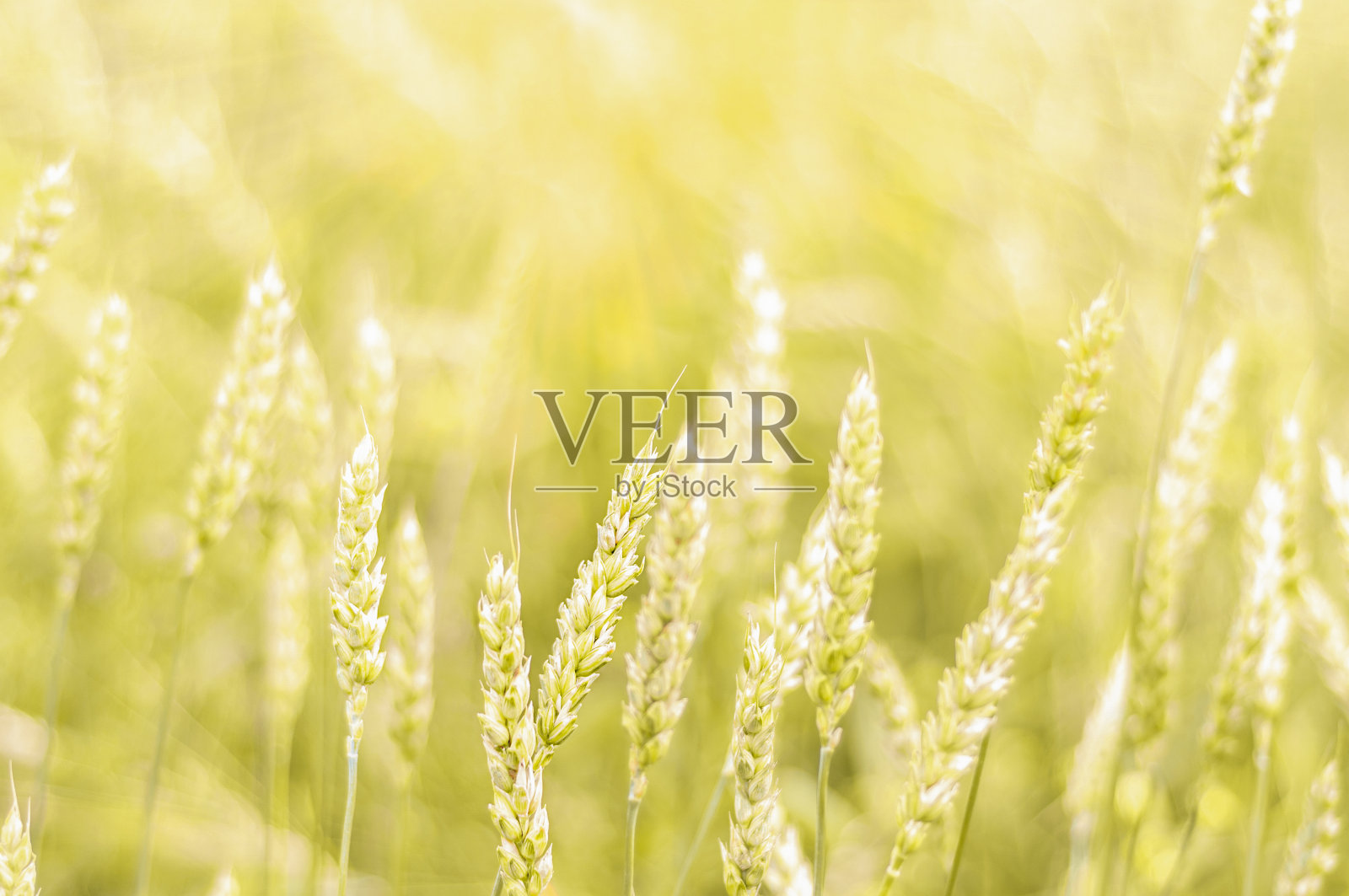 麦田与成熟的小麦特写。小麦穗的水平着色照片照片摄影图片