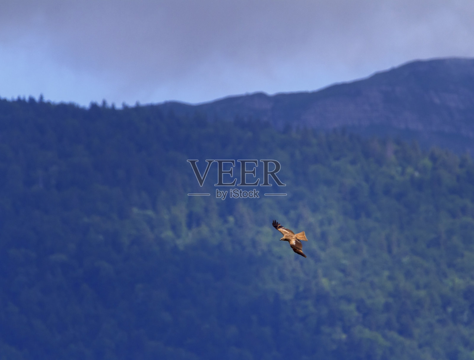 常见的秃鹰，产于瑞士日内瓦照片摄影图片