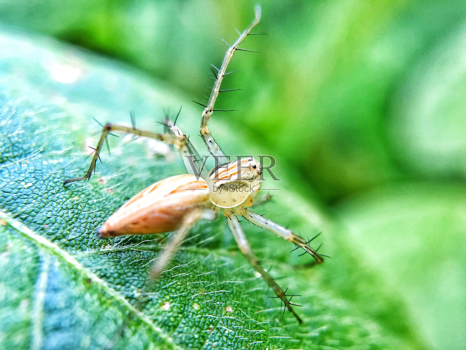 蜘蛛照片摄影图片