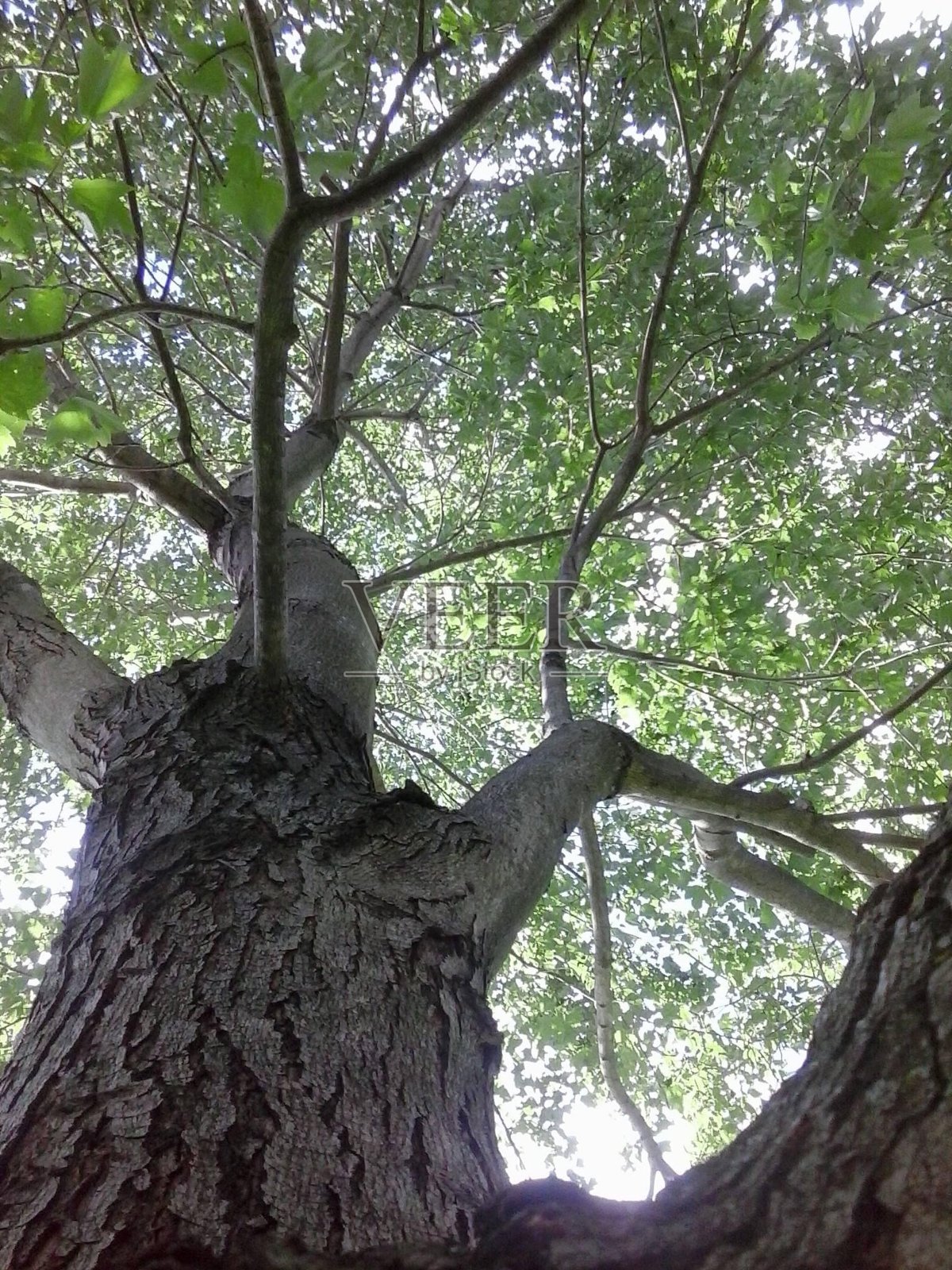 一棵树的查找照片摄影图片