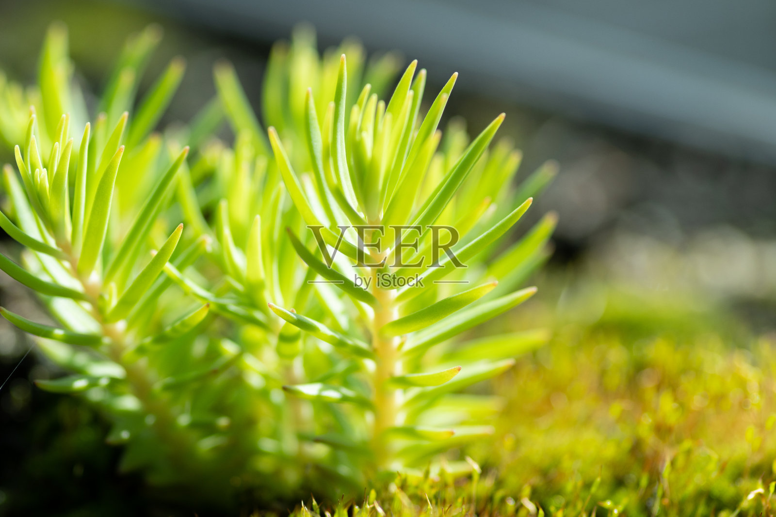 美美的照片摄影图片