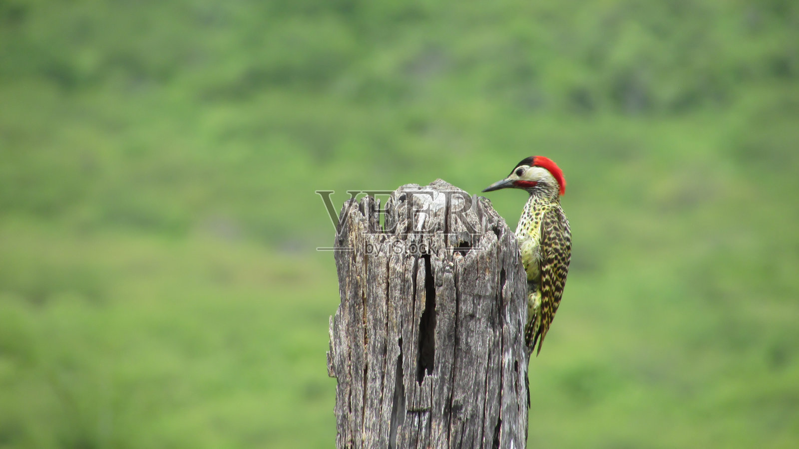 啄木鸟画鸟照片摄影图片