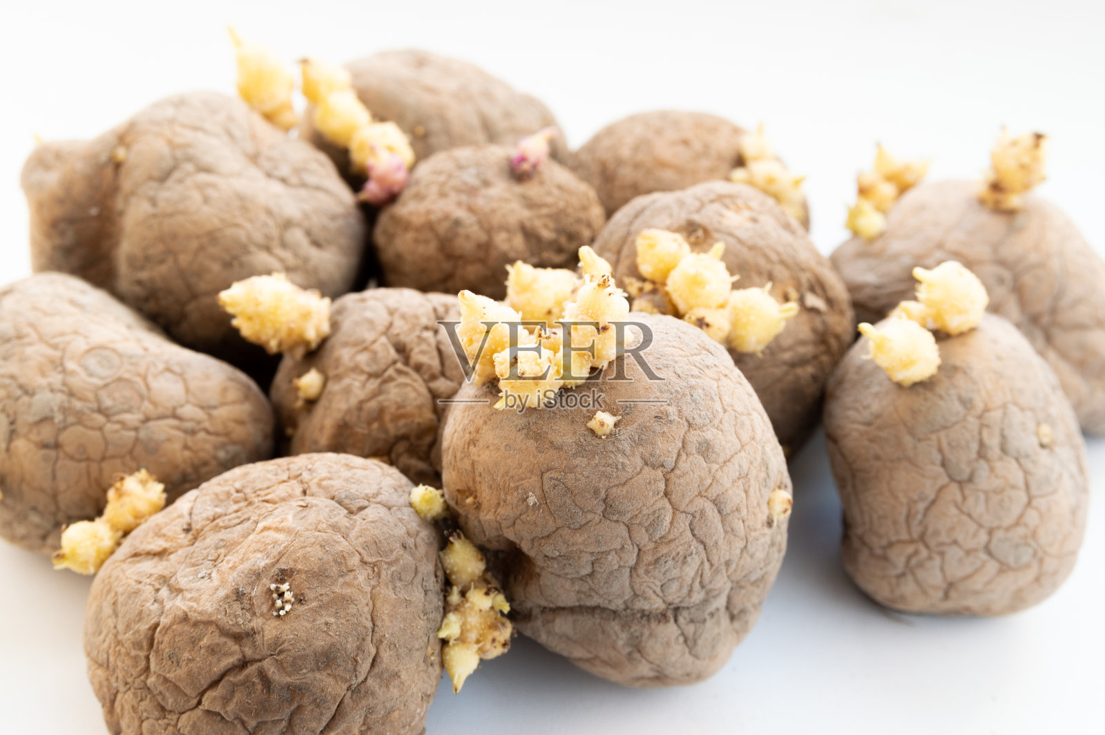 带芽马铃薯用于种植的带芽马铃薯照片摄影图片