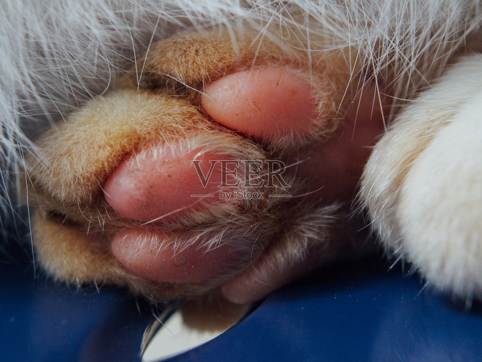 泰国猫的特写照片摄影图片