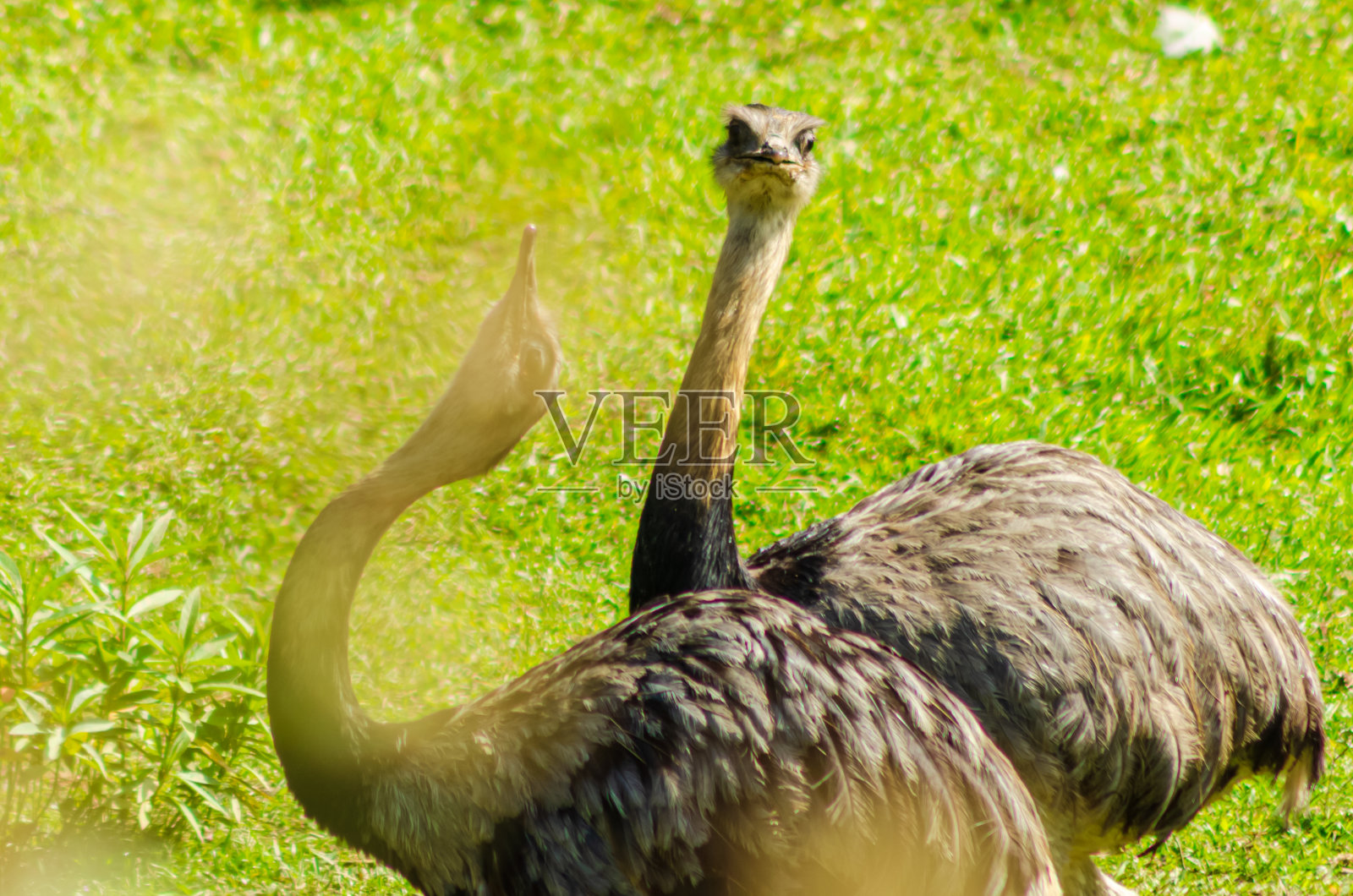 Ema(美国瑞亚)照片摄影图片