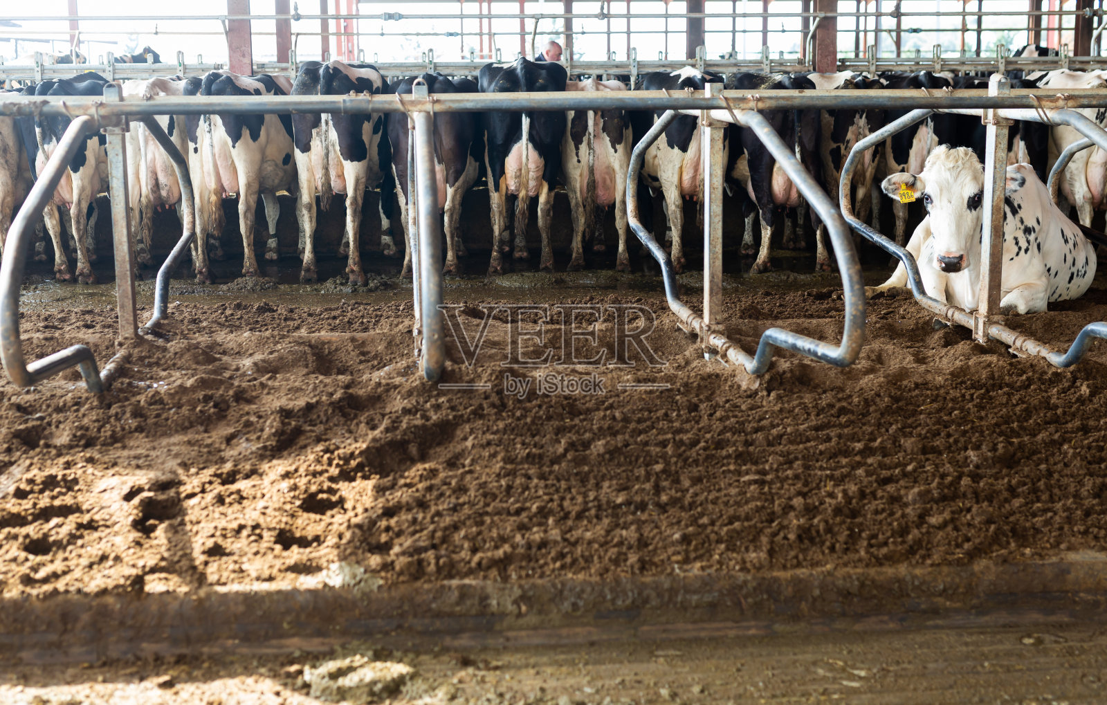 畜牧场奶牛站在畜栏的后视图照片摄影图片