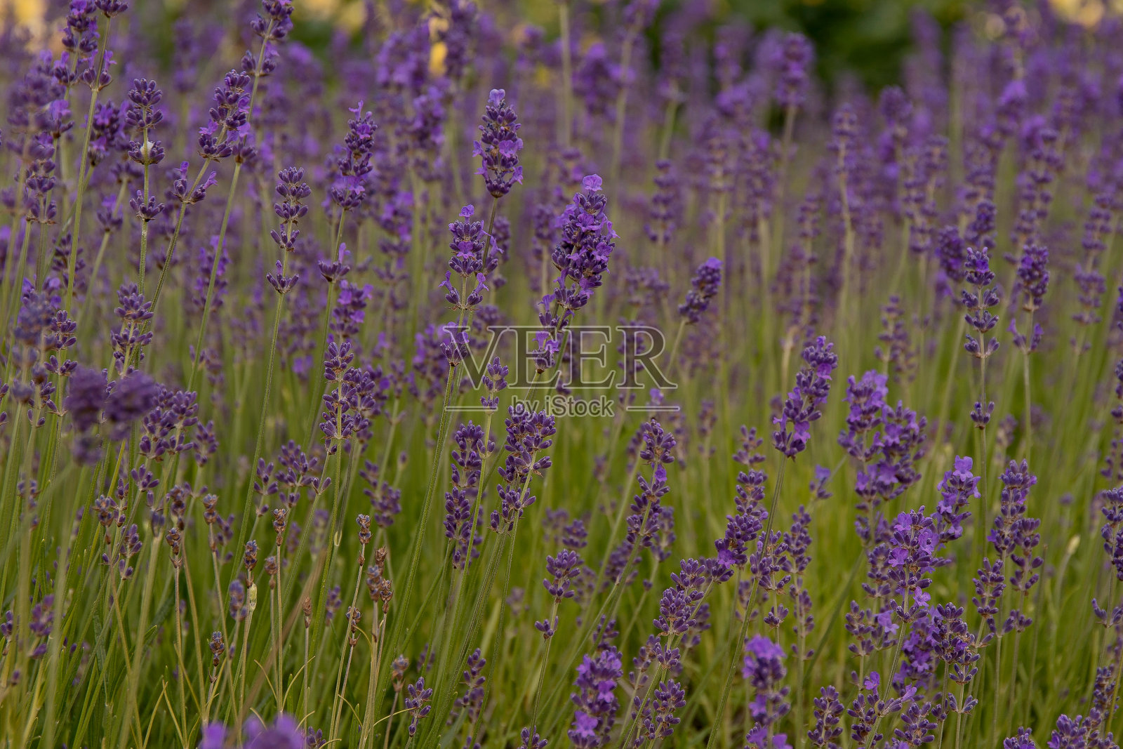 花园里盛开的薰衣草。照片摄影图片