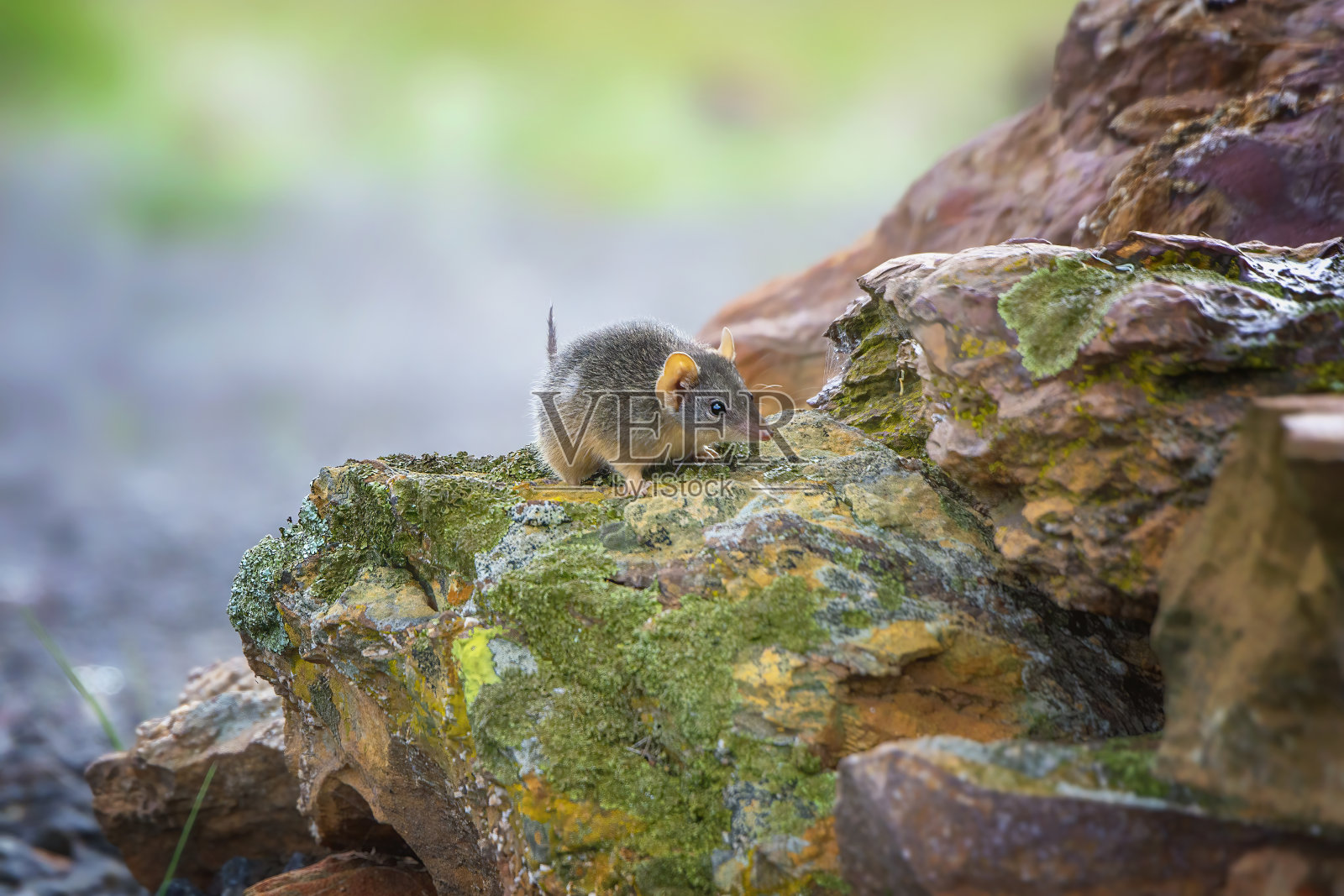 岩石上的松鼠特写镜头照片摄影图片