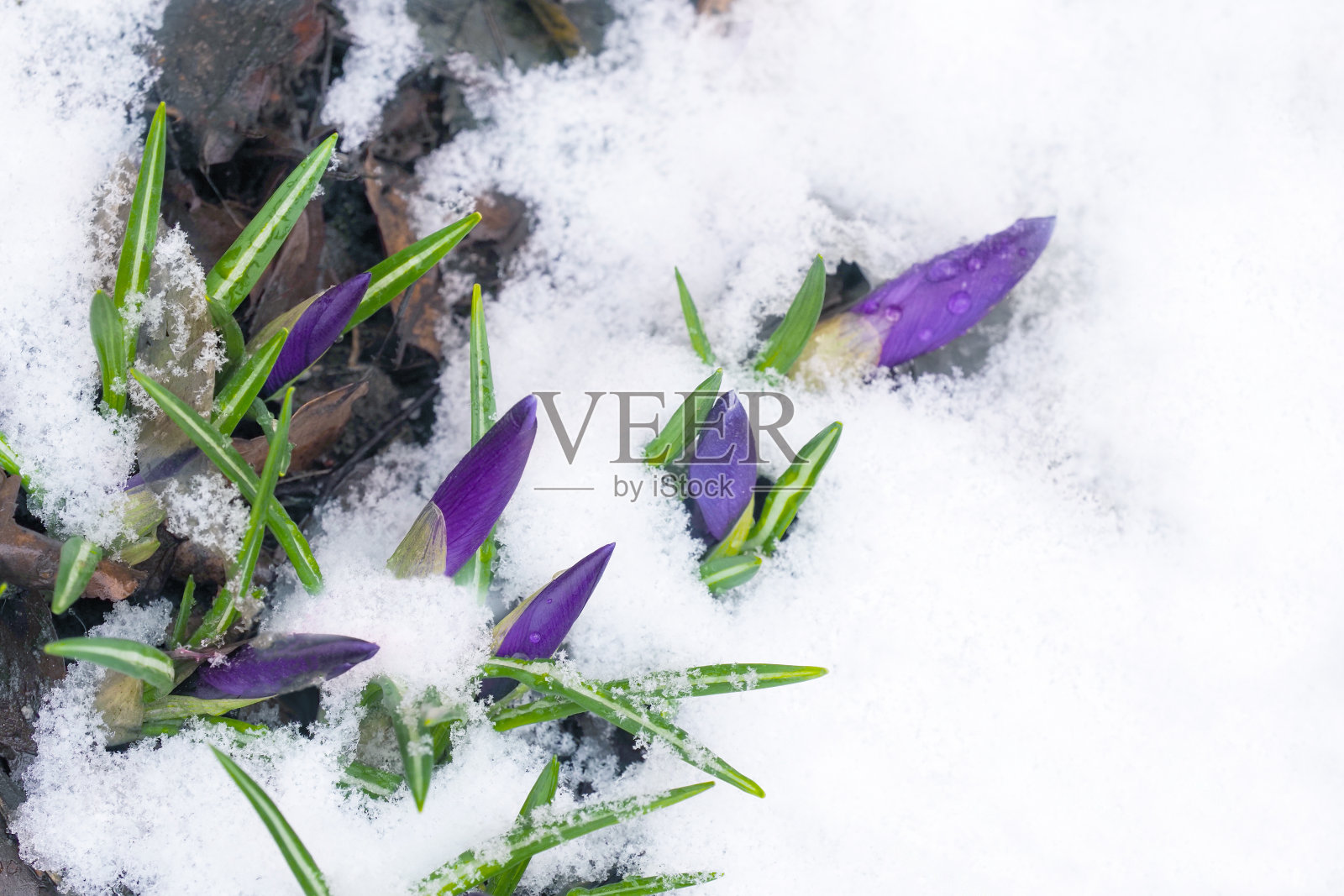 紫色番红花冻在白雪里，特写。温柔的春天花照片摄影图片