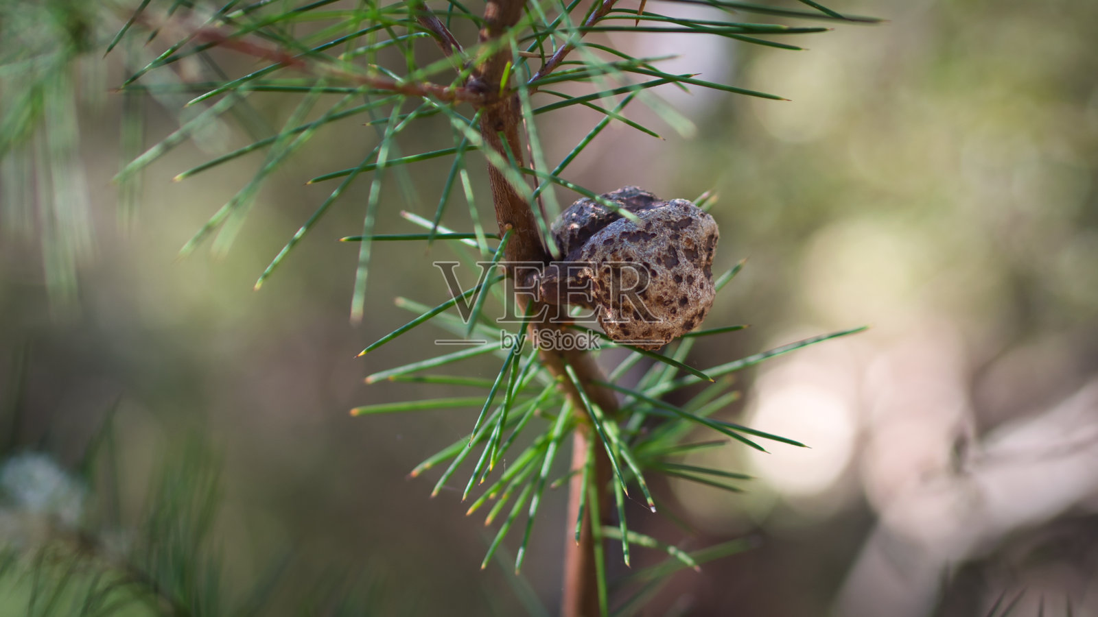 古环盖树下照片摄影图片