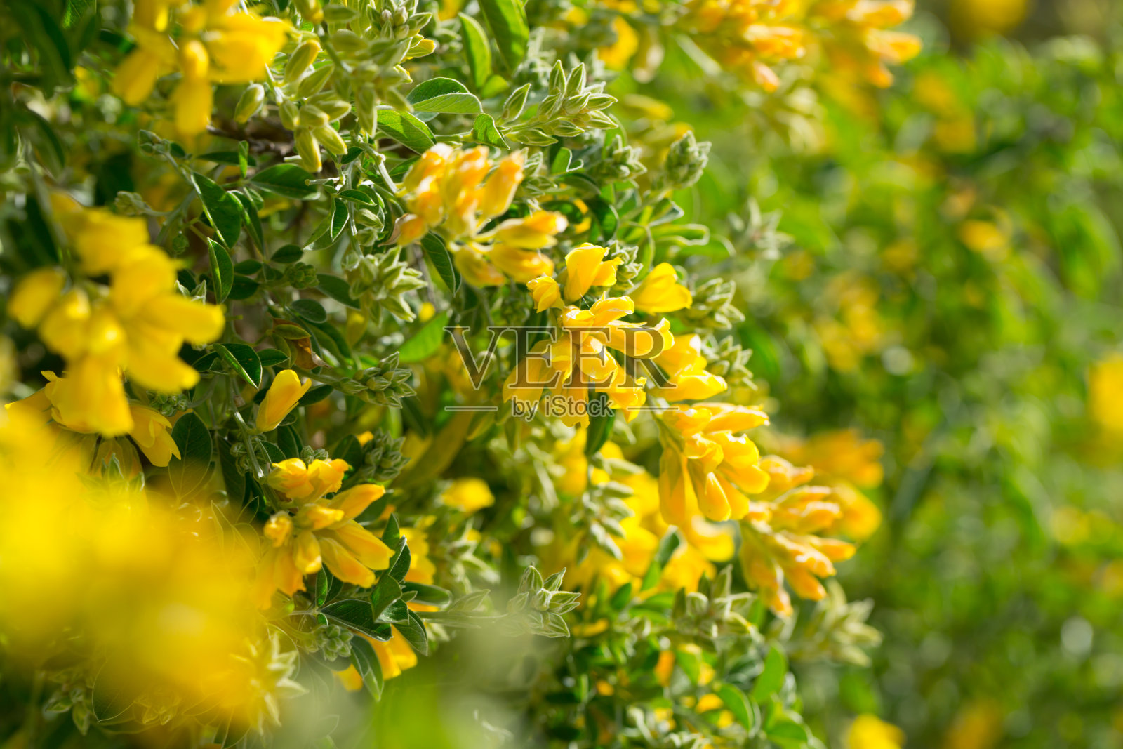 黄色花的线鱼照片摄影图片