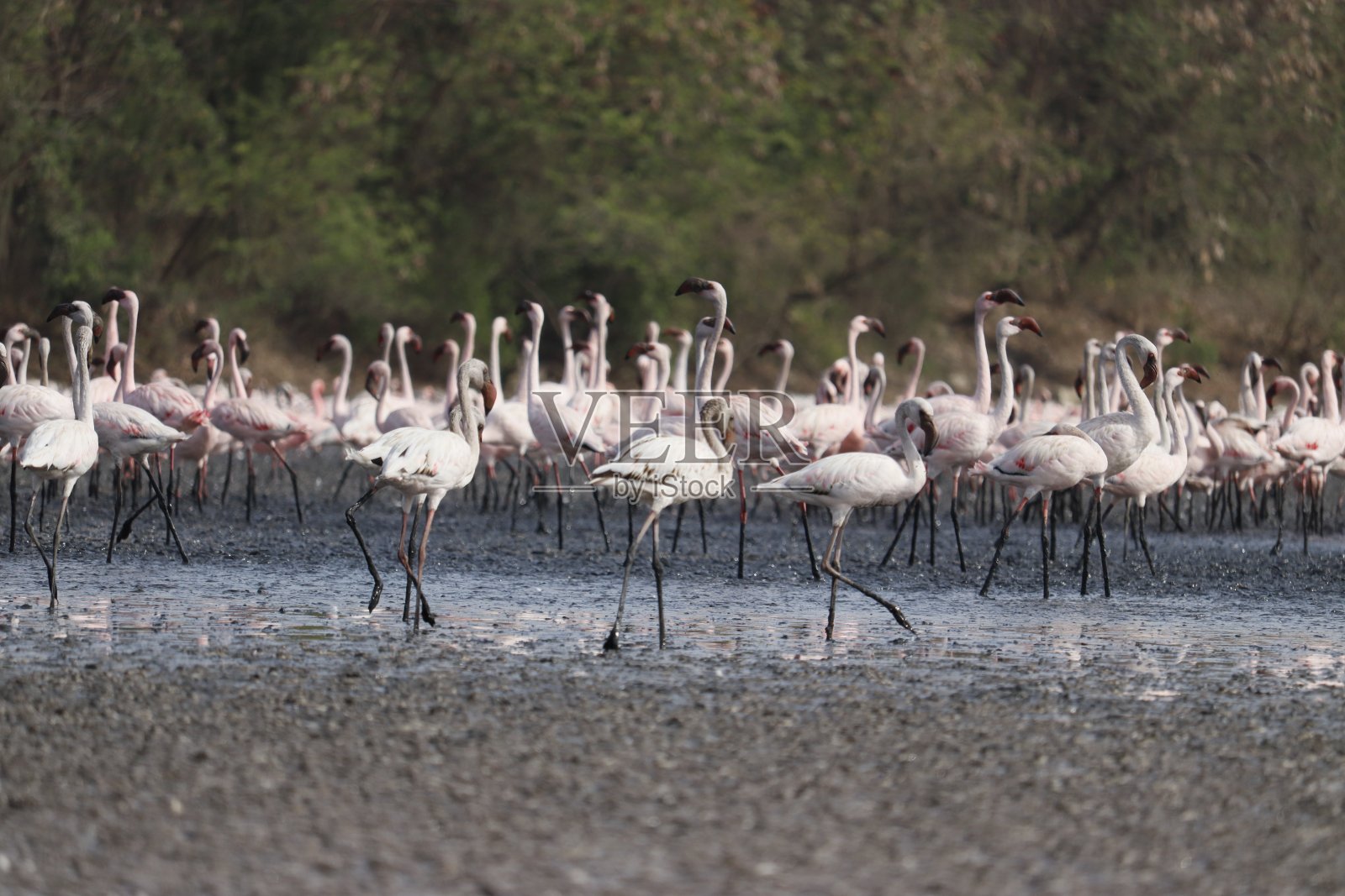 美丽的客人照片摄影图片