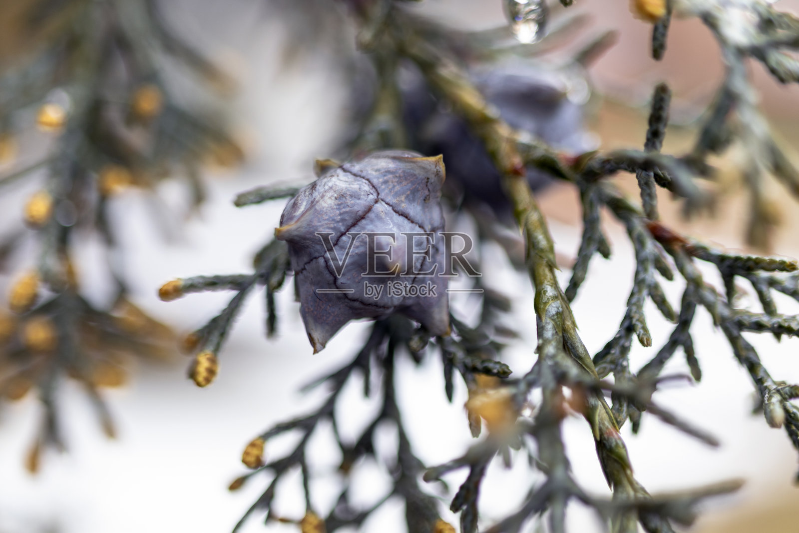 松果在树上，特写照片摄影图片