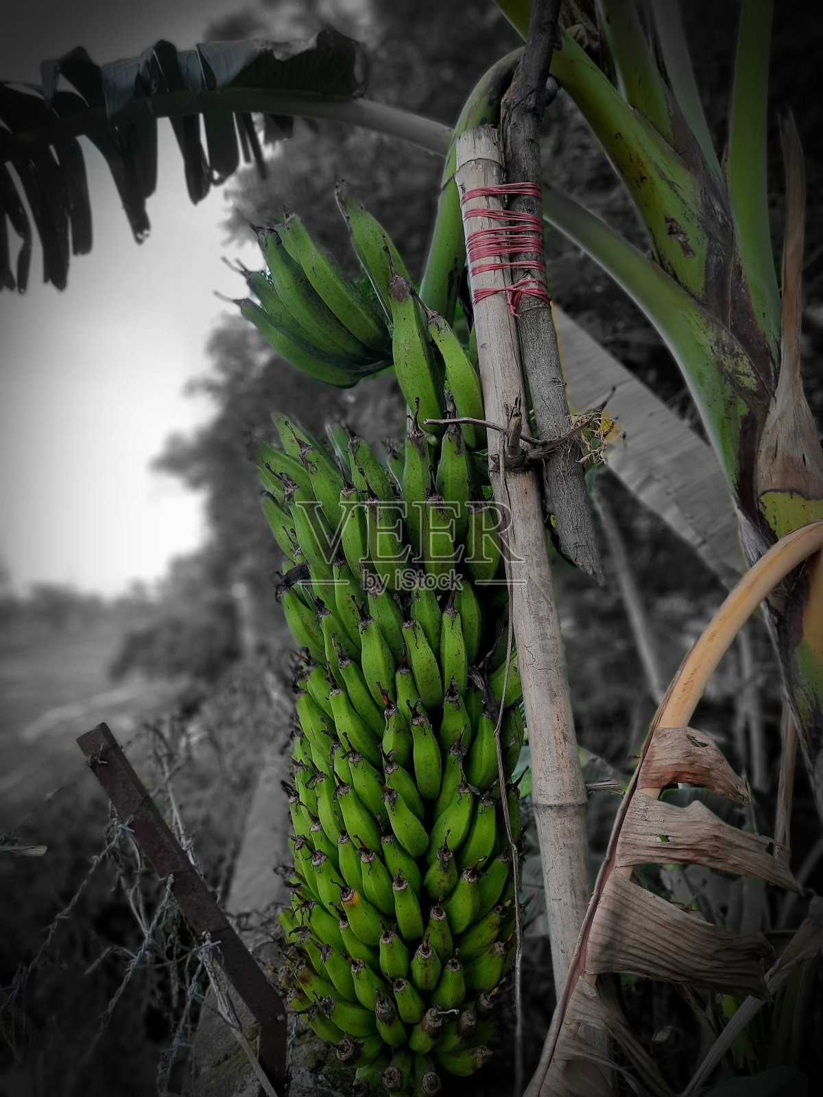 现种植的生香蕉准备收割并在市场上销售照片摄影图片