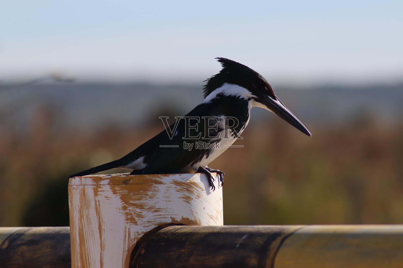 水翠鸟照片摄影图片
