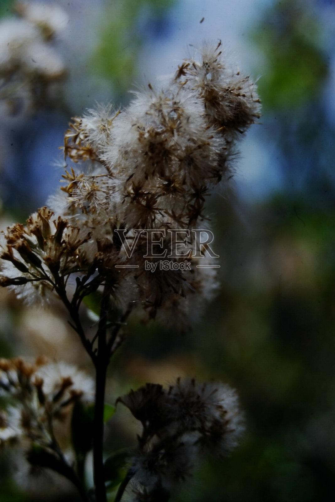 弗洛尔照片摄影图片