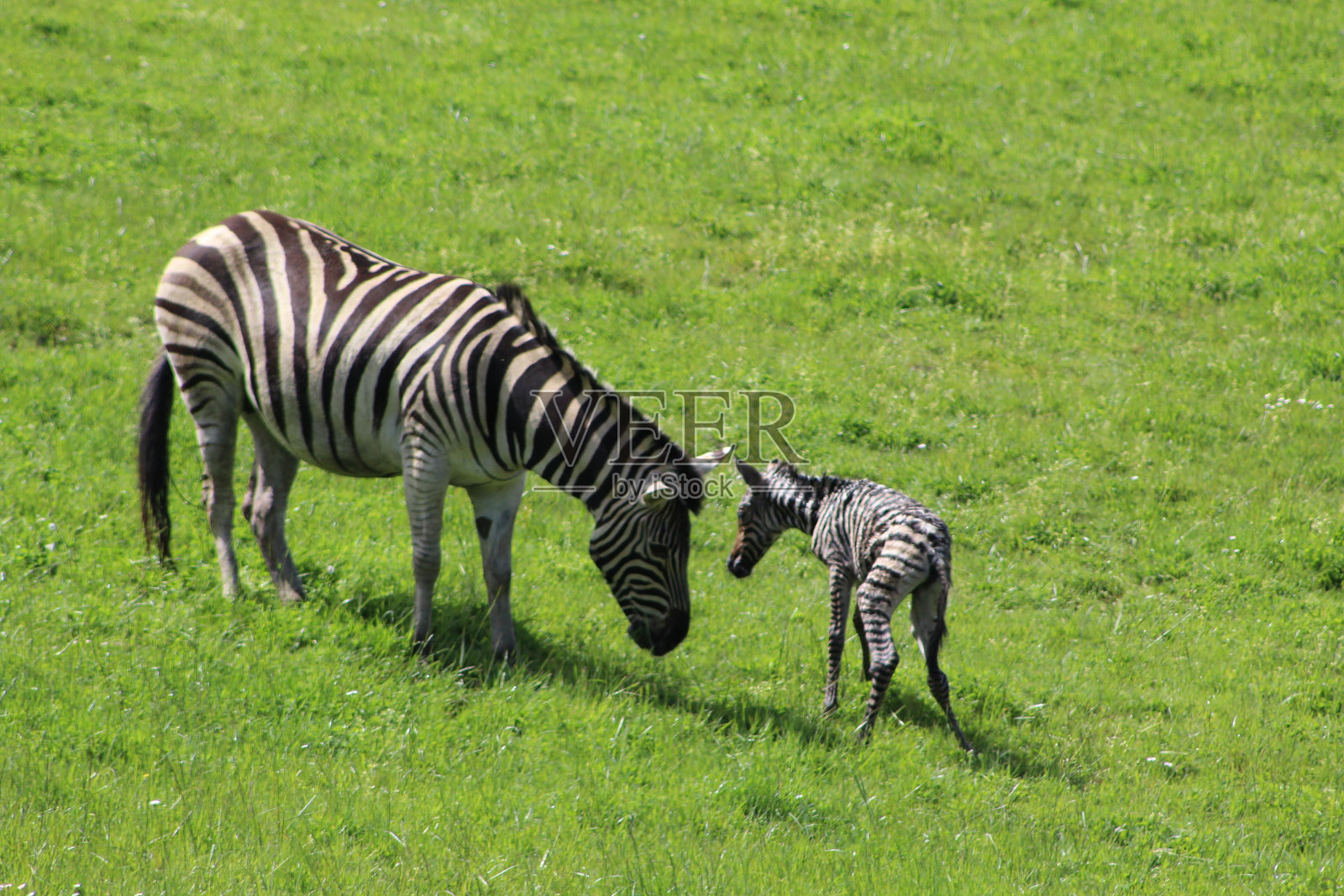 野生动物狩猎斑马的照片摄影图片