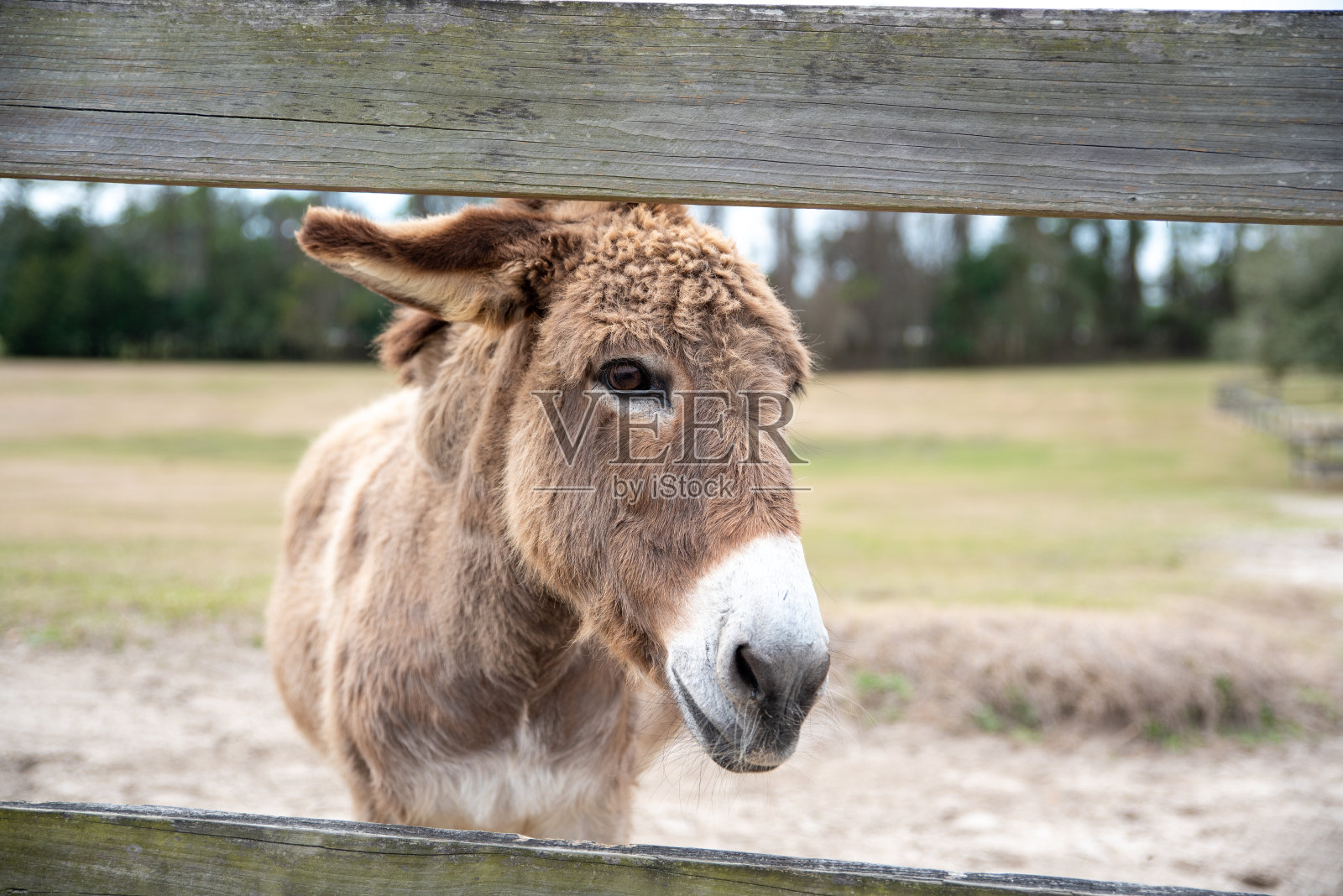 栅栏旁的小驴照片摄影图片