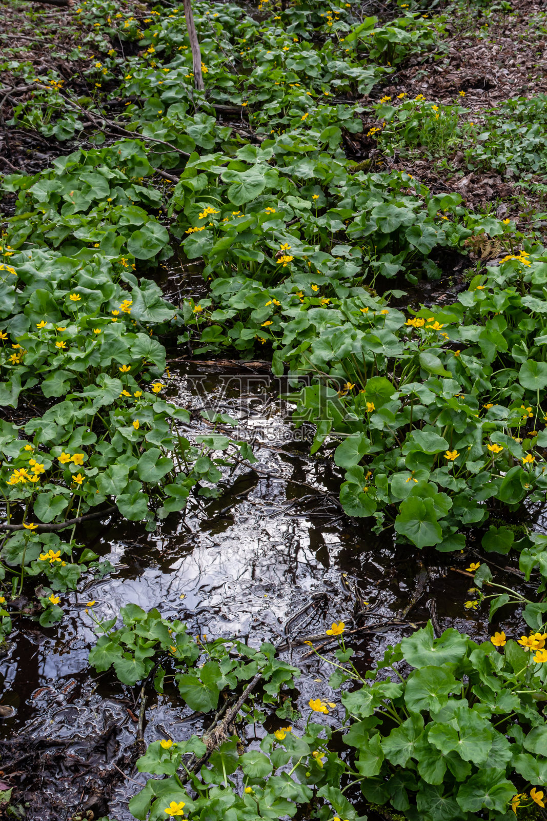 沼泽金盏花或金盏花，花在潮湿的林地，野花照片摄影图片